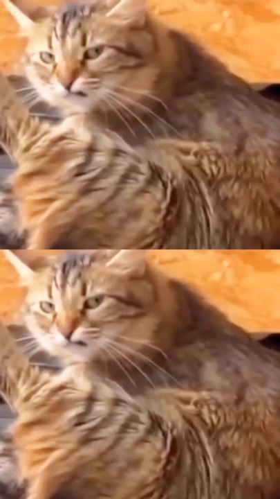 Beautiful cuties..طلب كود التفعيل الجميل