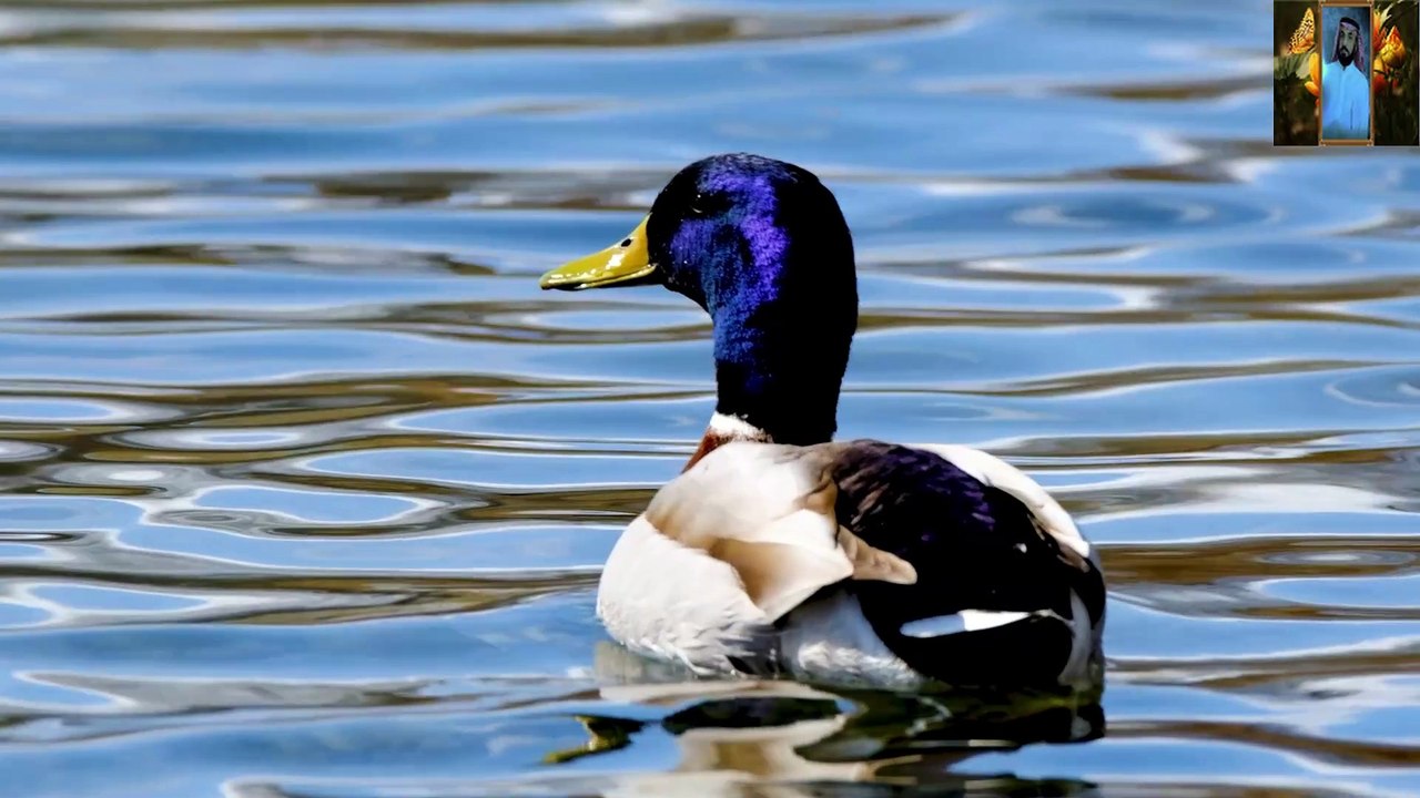 اجمل صوت قران في الدنيا روعه قناة علي الفرهود القران الكريم