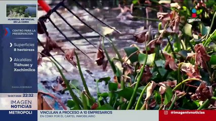 Download Video: Crean humedal artificial en los límites de las alcaldías Tláhuac y Xochimilco, CDMX