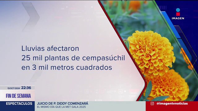 Lluvias afectaron a al menos 25 mil plantas de cempasúchil en Xochimilco, CDMX