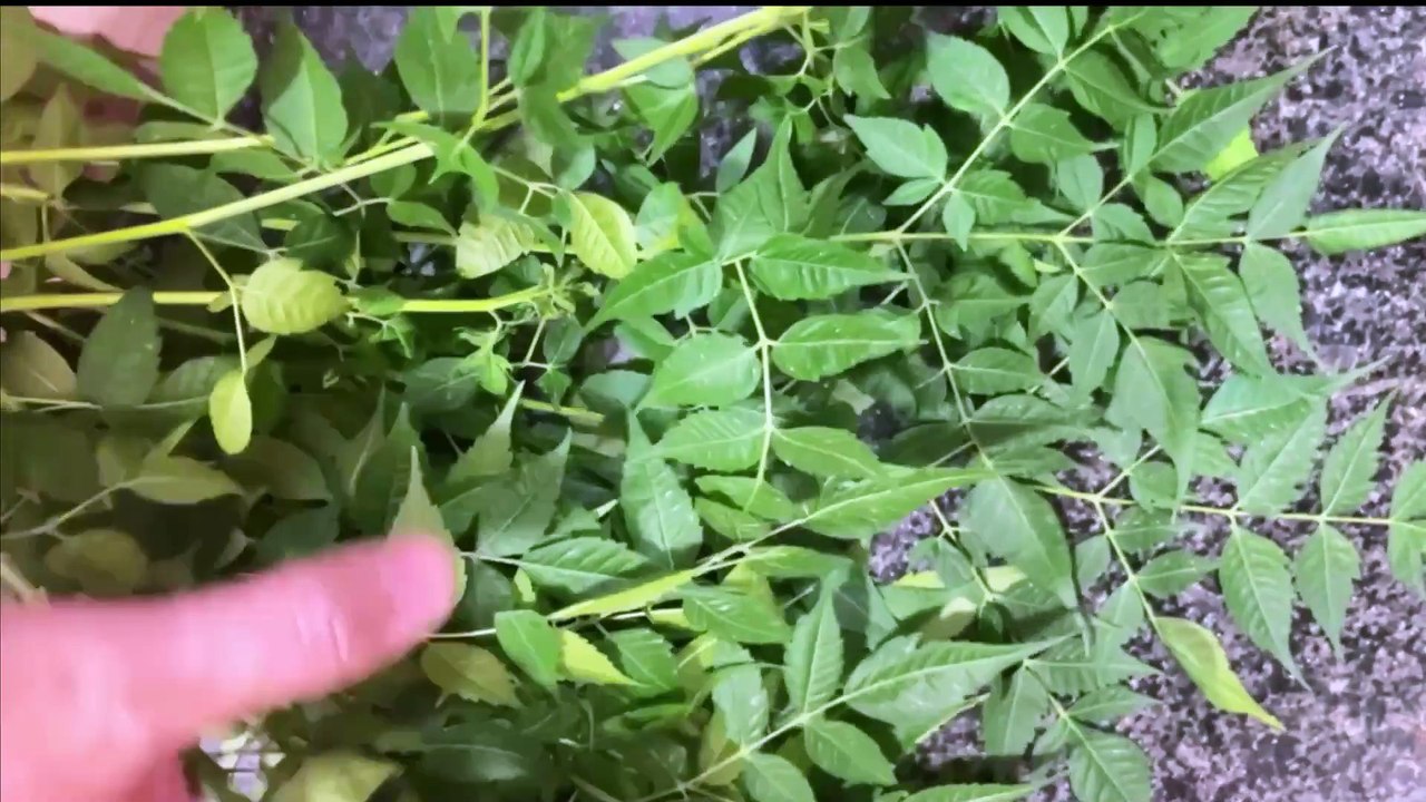 Neem soap | Herbal organic whitening soap | Acne free homemade soap