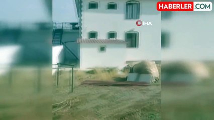 Elazığ'da Nadir Zehirli 'Uğur Böceği Örümceği' Görüldü