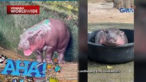 Meet Moo Deng, the very cutesy pygmy hippo! | AHA!