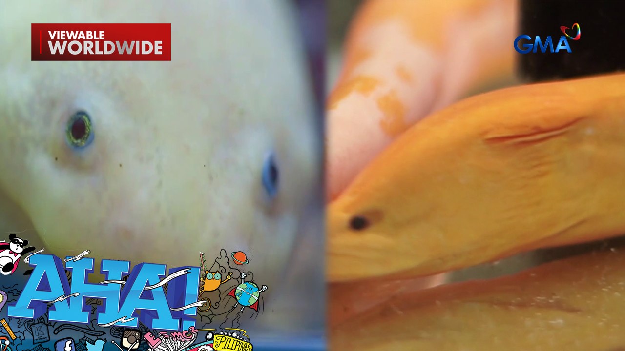Axolotl, albino eel at box jellyfish-- ang iba't ibang kakaibang sea creatures! | AHA!
