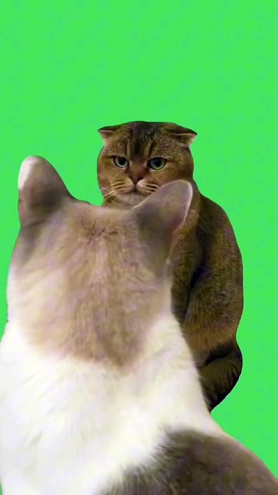 Cat memes 2024 espresso mega mashup sabrina carpenter