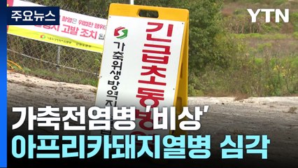 소, 돼지에 조류까지...여기저기 퍼지는 가축전염병 / YTN