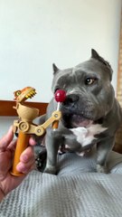 Comprei um Brinquedo Novo para Minha American Bully #maoriblue ☺️