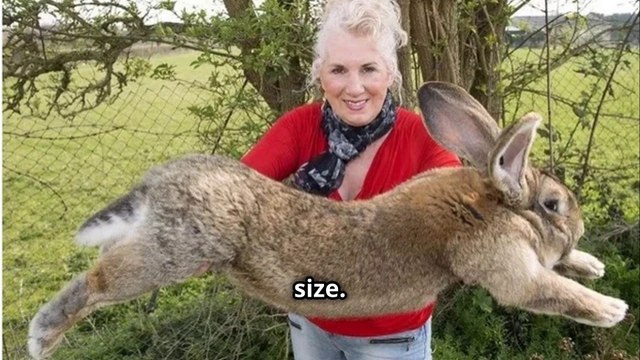 The World's Largest Rabbit Breed ! -  Meet the Flemish Giant