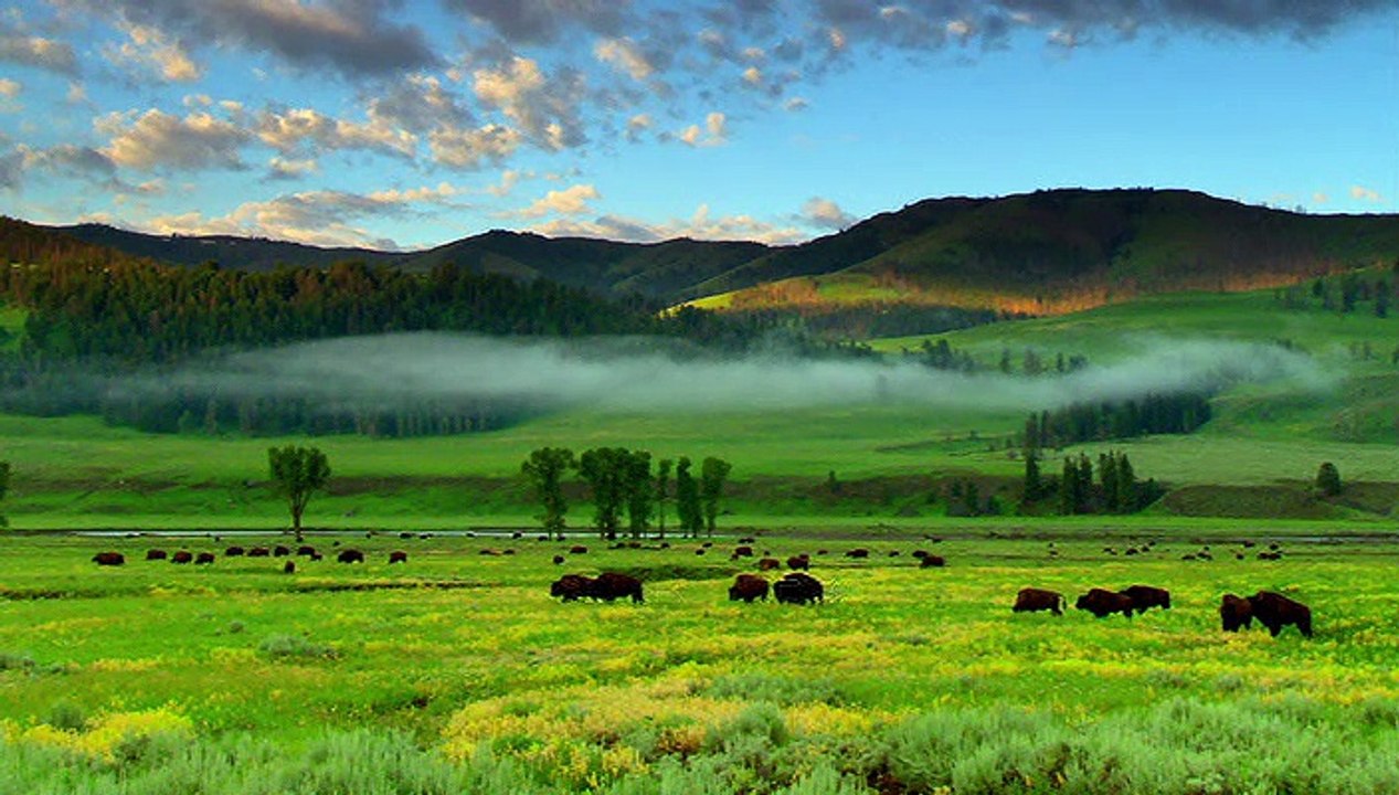 Sunrise Earth - Bison Before Breakfast