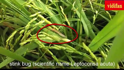 stink bugs that damage rice