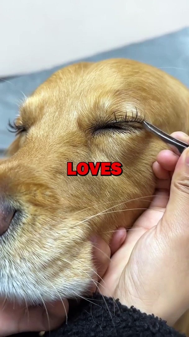 ⁣PRETTIEST DOG EVER! #dogs #dog