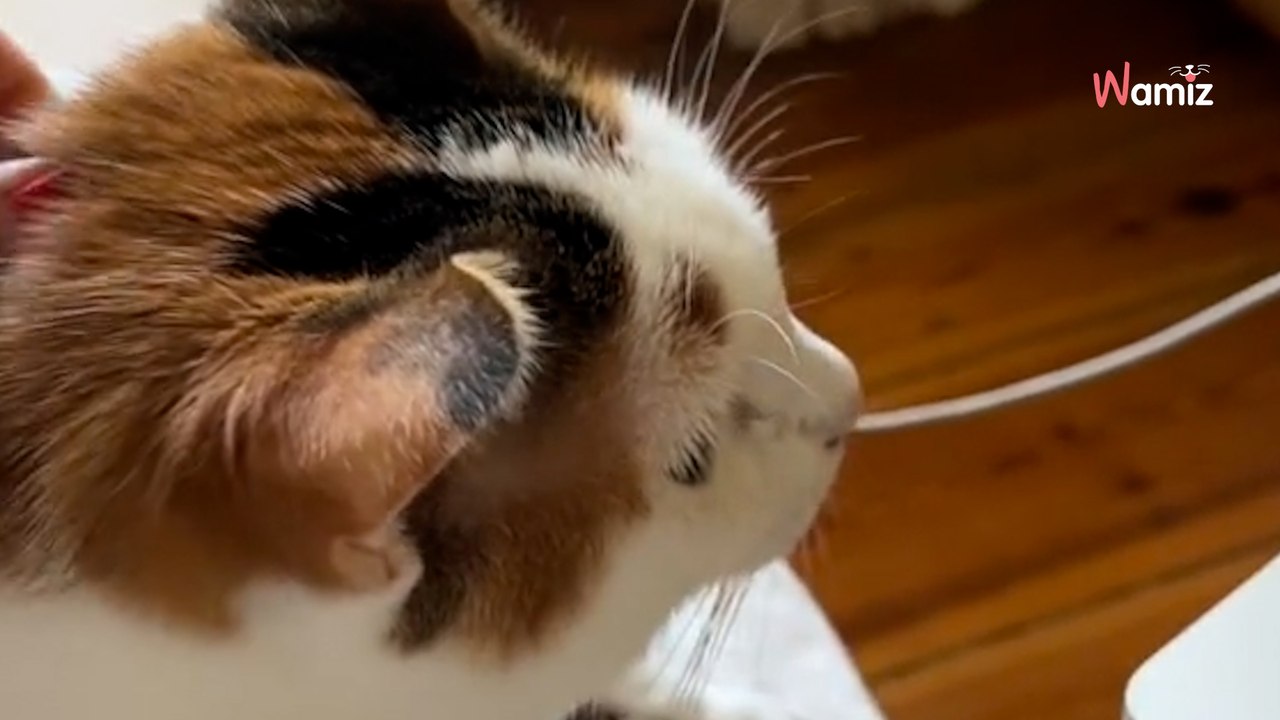 Elle montre une photo de son chat décédé à son autre félin : sa réaction est déchirante