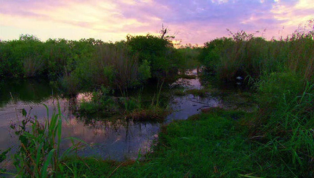 Sunrise Earth - Gator Hole