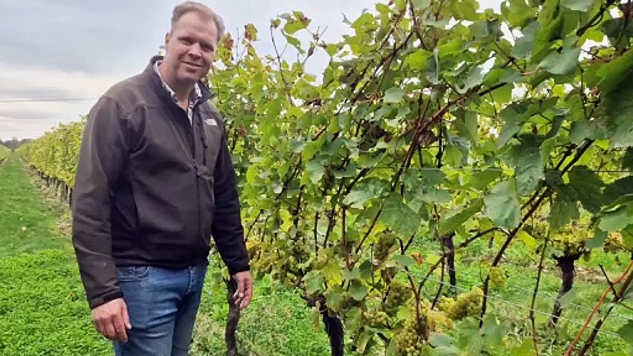 Tinwood Estate vineyard