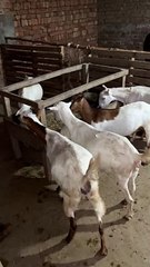 #trending #usa #viral #shortvideo #baby #pet #animals #goats #bakra #bakramandi