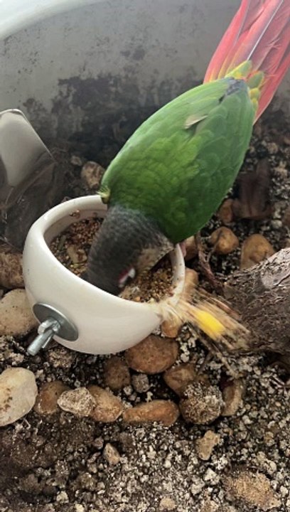 A parrot  feed