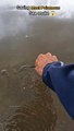 Risky Rescues- Saving Venomous Sea Snakes from Shore