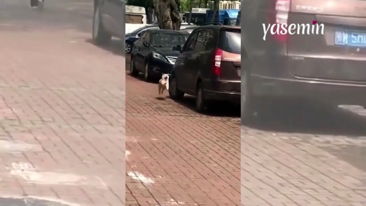 Zıplayarak geldi dans etti! Köpeğin neşesi görenlerin içini ısıttı