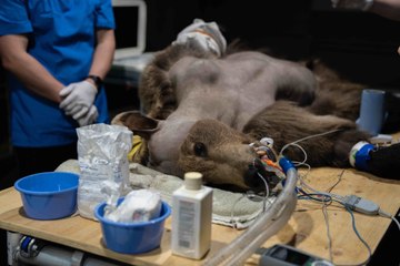 Bear recovering after 'world first' brain surgery