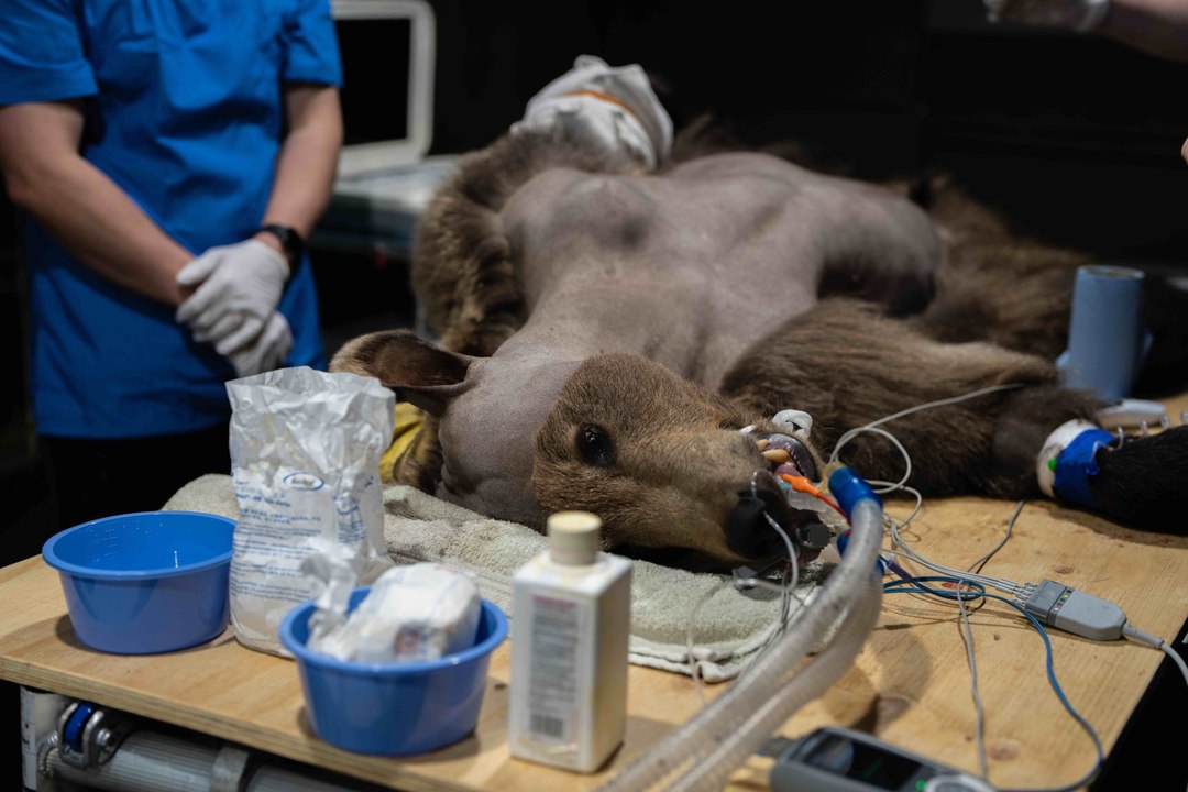 Bear recovering after 'world first' brain surgery