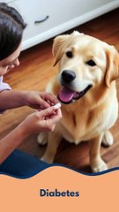 What Health Issues Are Common in Golden Retrievers
