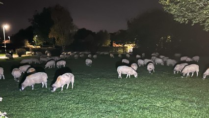 Hundreds of escaped sheep pictured blocking bypass