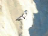 Vol de condor de la vallée de colca