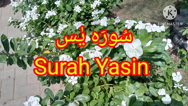 Surah Yasin , Tilawat Surah yaseen , quran pak ki tilawat , quran recitation