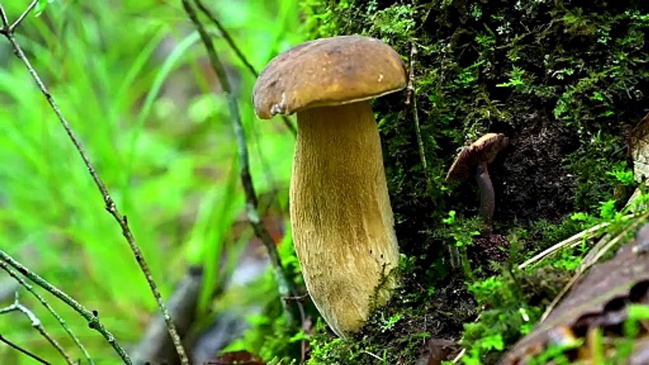 Boletus