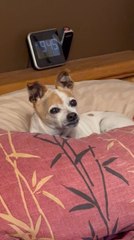 Sleepy Chihuahua Howls Along to Favourite Song