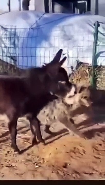 Wolf vs donkey fight