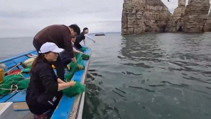 [인천] 인천시, 백령도 해역에 어린 참담치 36만 마리 방류 / YTN