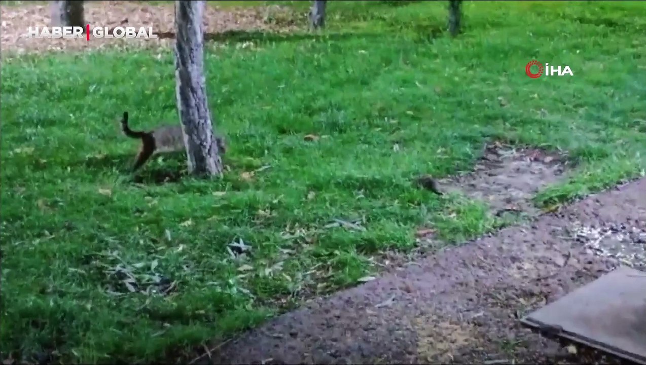 Deyimi tersine döndüren görüntüler: Bu kez fare kedileri kovaladı