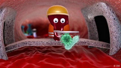 Discover the Vital Role of the Spleen in Your Immune System 🩺