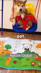 DOG BIRTHDAY CELEBRATION! #pets #dogs