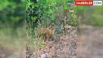 Isparta'da Vatandaşlar Tilkiye Tavuk İkram Etti