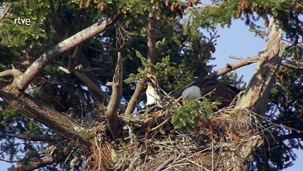 Documental Gladiadores - Marismas