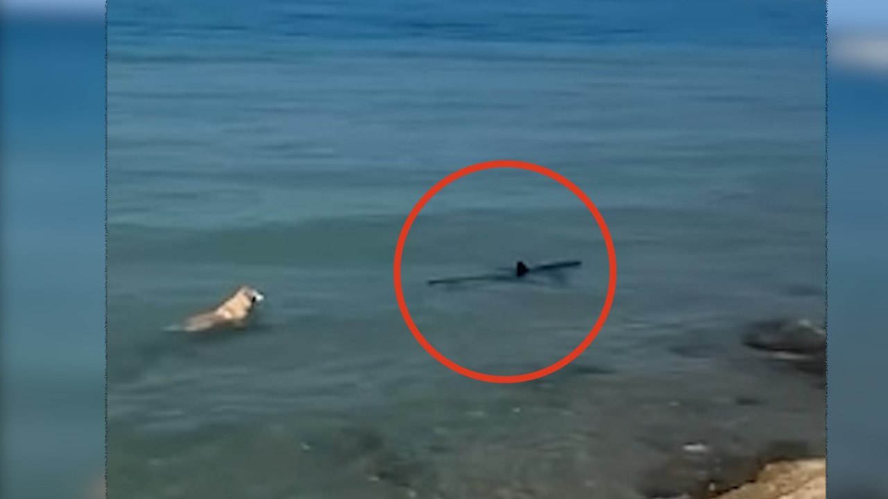 Un perro valiente se lanza al mar en esta playa española para enfrentarse a un tiburón: piel de gallina es poco