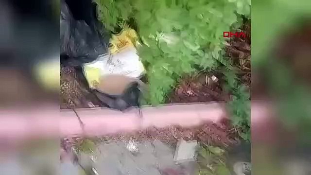 Cumhurbaşkanı Erdoğan'ın fotoğrafı çöp poşetinde bulundu: CHP'li belediye soruşturma başlattı