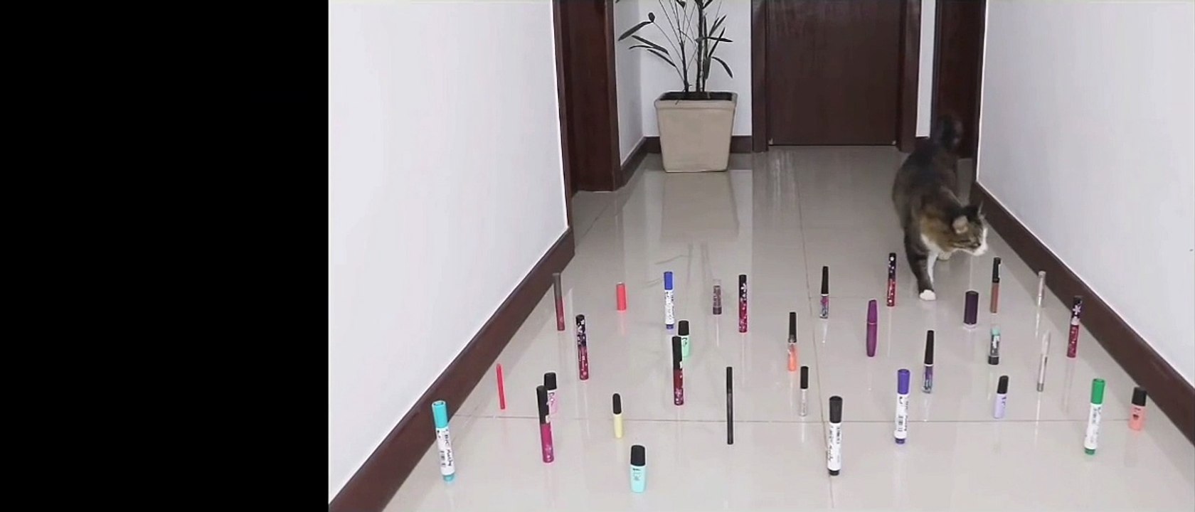 Gatto contro Cane - Cat vs. Dog