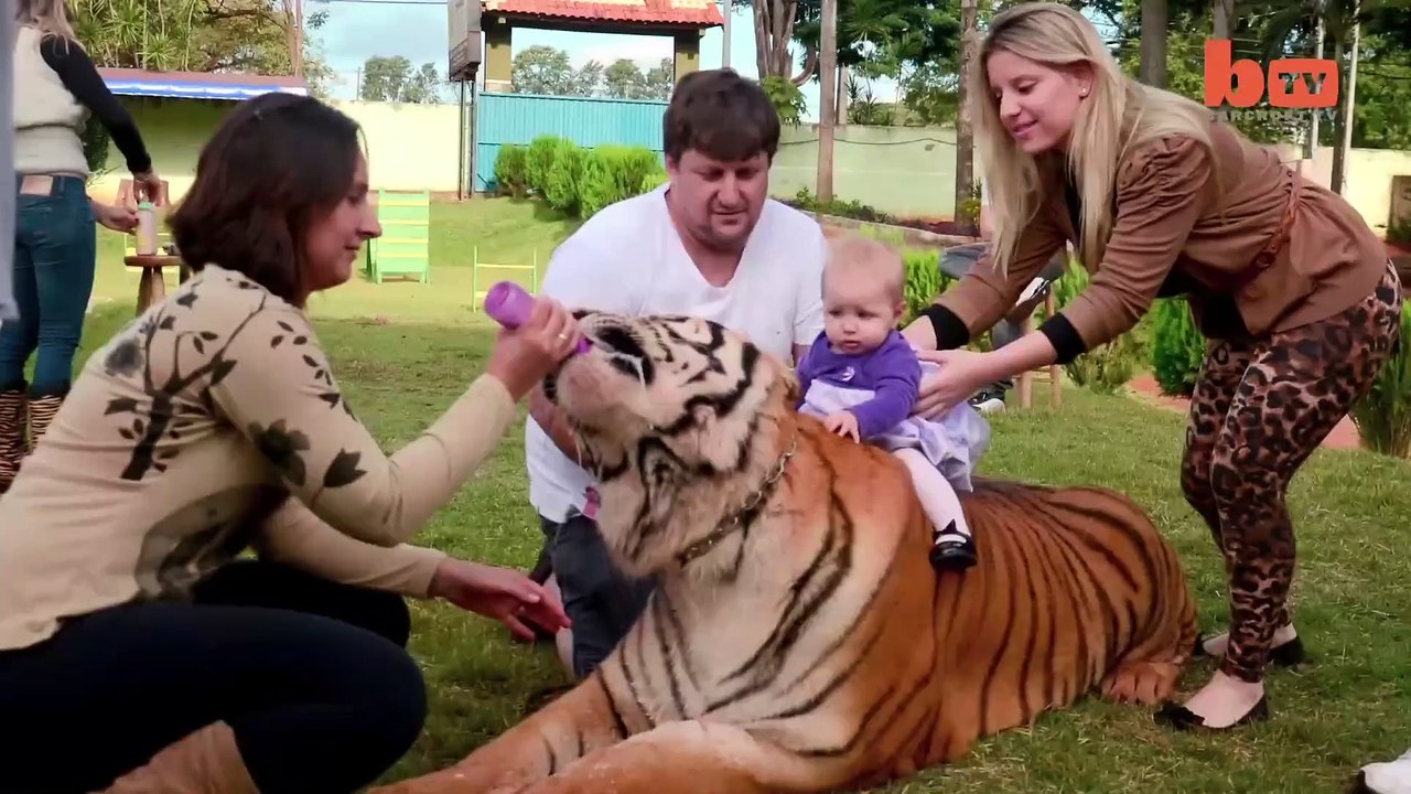 Living With Tigers_ Family Share Home With Pet Tigers