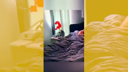 Huvittavat videot todistavat, että koirat ovat tehokkaita herätyskelloja
