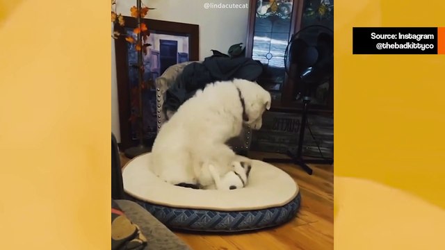 Video: koirat ja kissat käyvät kiivaita taisteluja selvittääkseen, kuka saa nukkua pedissä