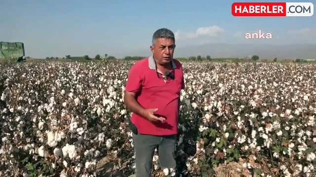 Pamuk Üreticisi Dertli: Bu Seneden Sonra Bir Daha Pamuğa Dönüp Bakmayacağız