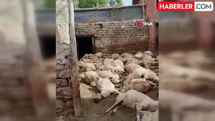 Sivas'ta Kurt Saldırısı Sonucu 66 Koyun Telef Oldu