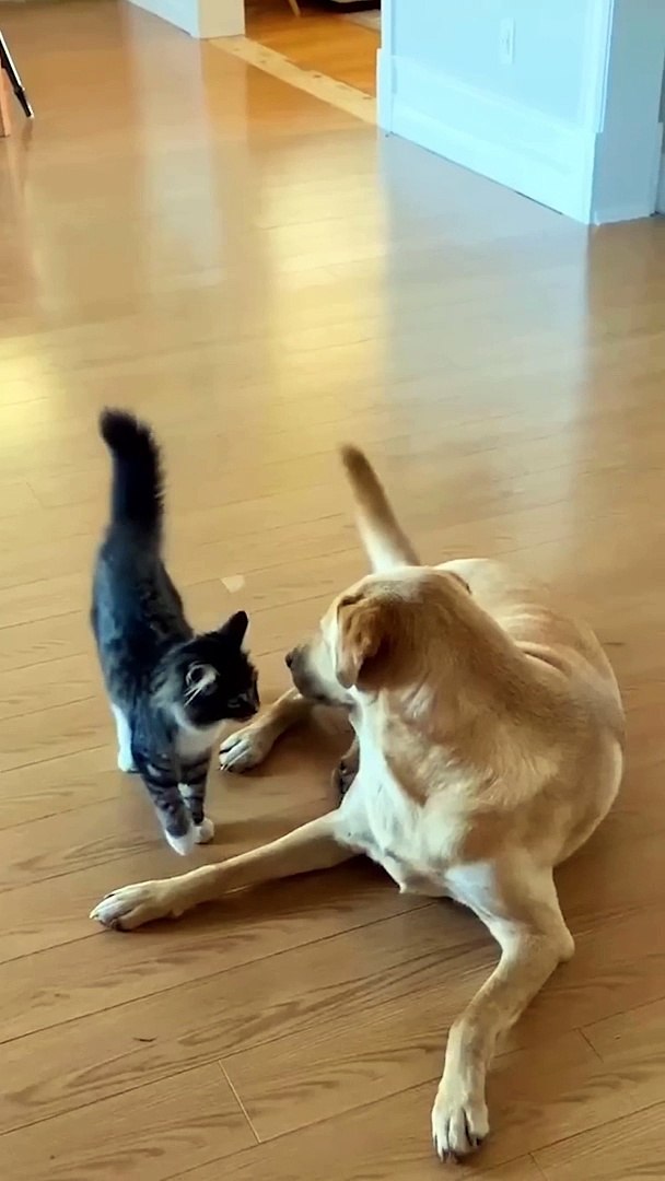 ⁣Pets funny #pets funny entertainment #pets channel #pets funny shorts