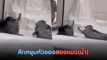 เมื่อแมวน้ำเปิดศึกไฝว้ไม่แคร์สายตานักท่องเที่ยว งานนี้ทำเอาทั้งขำทั้งเอ็นดู