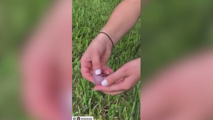 Esta mujer rescató y adoptó en su casa este animal sin saber lo que era: no se creía lo que creció después...