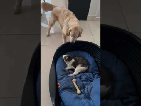 Dog Barks at Cat for Stealing Its Bed