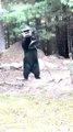 Bear Plays With Birdhouse In Backyard